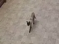 Gato (a) siamês
