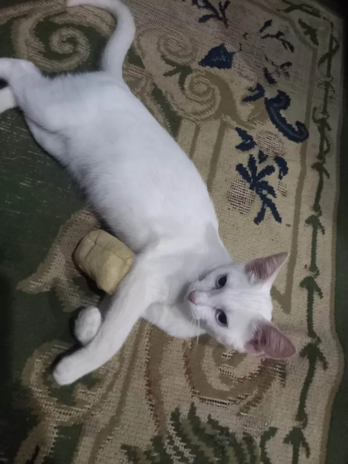 Gato ra a Angorá idade 1 ano nome Sofia 