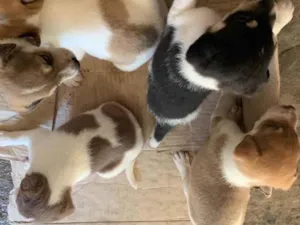 Cachorro raça SRD-ViraLata idade Abaixo de 2 meses nome Cachorros para doação 