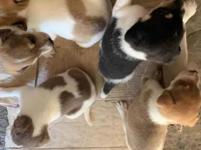 Cachorro raça SRD-ViraLata idade Abaixo de 2 meses nome Cachorros para doação 