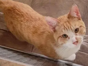 Gato raça SRD-ViraLata idade 1 ano nome Não tem nome