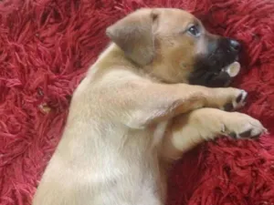 Cachorro raça SRD-ViraLata idade Abaixo de 2 meses nome Nina, tem.mais 5 irmãos disponível para adoção 