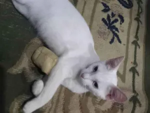 Gato raça Angorá idade 1 ano nome Sofia 