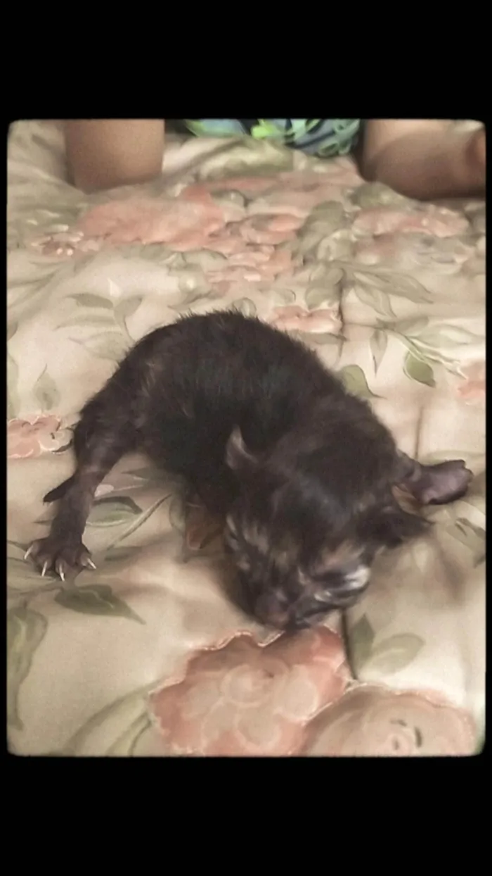 Gato ra a SRD-ViraLata idade Abaixo de 2 meses nome Lorena 