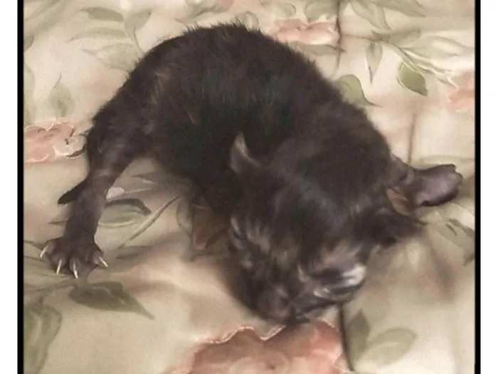 Gato ra a SRD-ViraLata idade Abaixo de 2 meses nome Lorena 