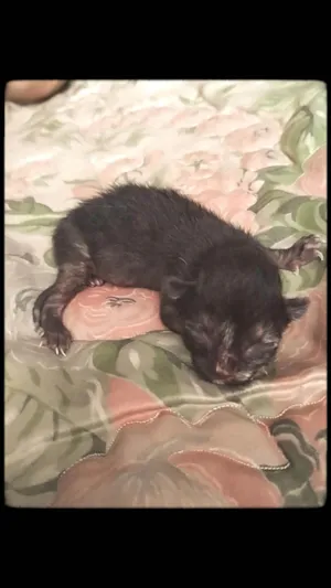 Gato raça SRD-ViraLata idade Abaixo de 2 meses nome N tem nome