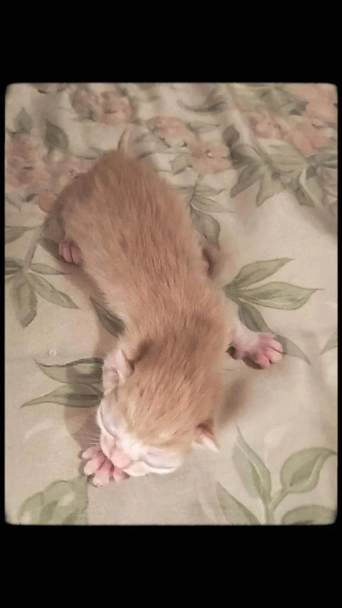 Gato ra a SRD-ViraLata idade Abaixo de 2 meses nome N tem nome 