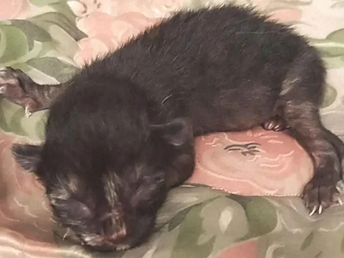 Gato ra a SRD-ViraLata idade Abaixo de 2 meses nome N tem nome
