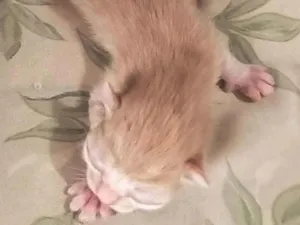 Gato raça SRD-ViraLata idade Abaixo de 2 meses nome N tem nome 