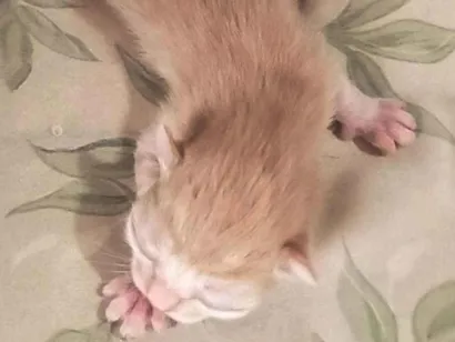 Gato raça SRD-ViraLata idade Abaixo de 2 meses nome N tem nome 