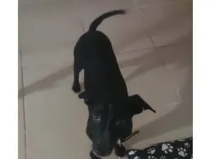 Cachorro raça SRD-ViraLata idade 2 anos nome Apollo