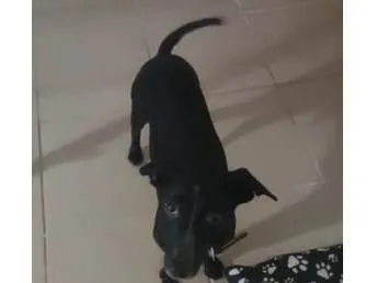 Cachorro ra a SRD-ViraLata idade 2 anos nome Apollo