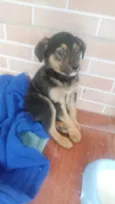 Pipoca