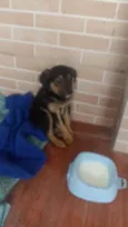 Pipoca