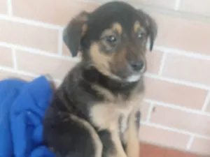 Cachorro raça Pastor Alemão idade Abaixo de 2 meses nome Pipoca