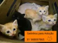 Gatinhos para adoção 