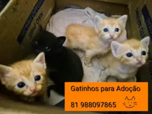 Gato raça SRD-ViraLata idade Abaixo de 2 meses nome Gatinhos para adoção 