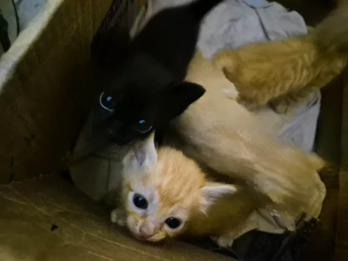 Gato ra a SRD-ViraLata idade Abaixo de 2 meses nome Gatinhos para adoção 