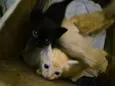 Gatinhos para adoção