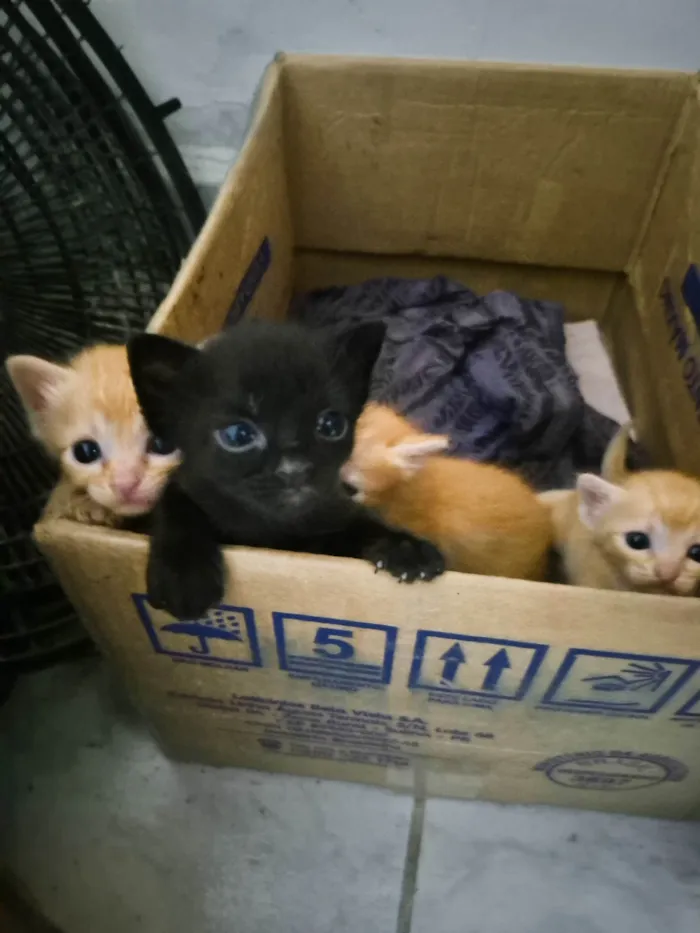 Gato ra a SRD-ViraLata idade Abaixo de 2 meses nome Gatinhos para adoção 