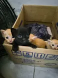 Gatinhos para adoção