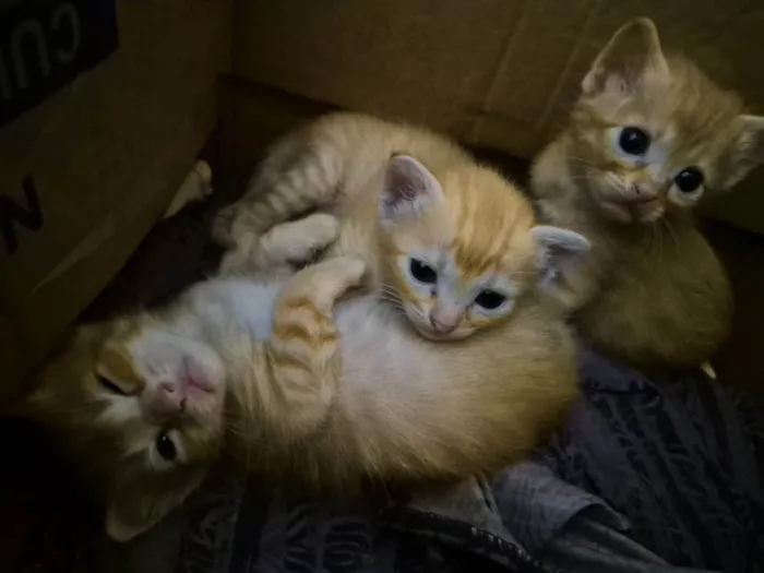 Gato ra a SRD-ViraLata idade Abaixo de 2 meses nome Gatinhos para adoção 