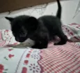 Gatinhos para adoção 