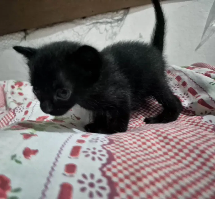 Gato ra a SRD-ViraLata idade Abaixo de 2 meses nome Gatinhos para adoção 