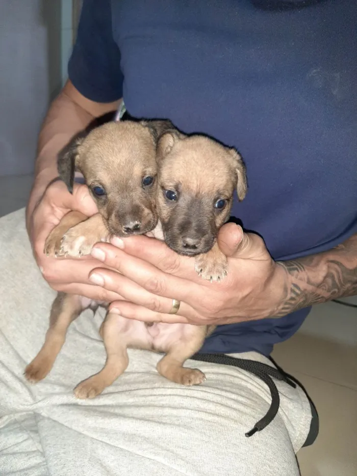 Cachorro ra a SRD-ViraLata idade Abaixo de 2 meses nome Filhote