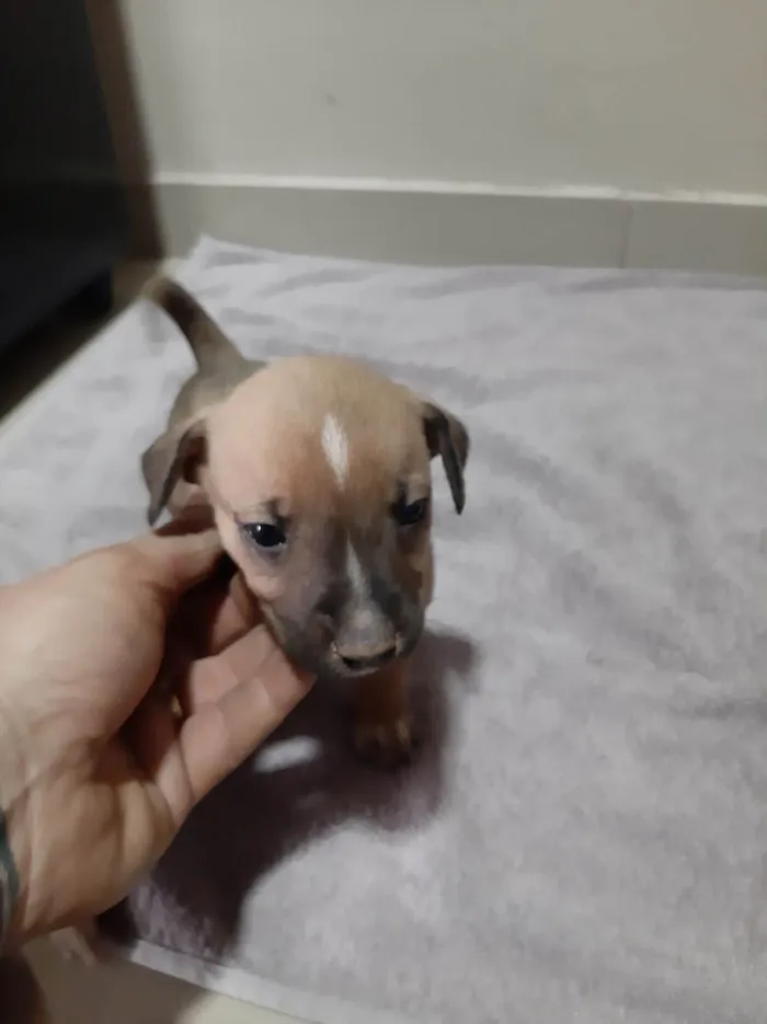 Cachorro ra a SRD-ViraLata idade Abaixo de 2 meses nome Filhote