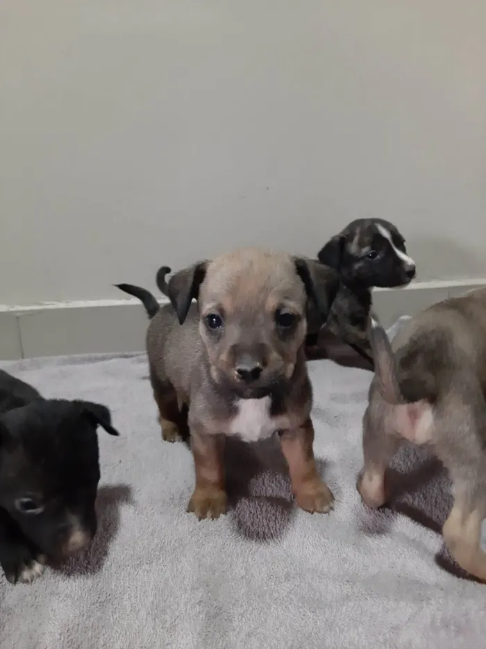 Cachorro ra a SRD-ViraLata idade Abaixo de 2 meses nome Filhote