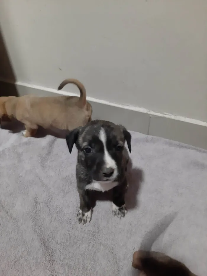 Cachorro ra a SRD-ViraLata idade Abaixo de 2 meses nome Filhote
