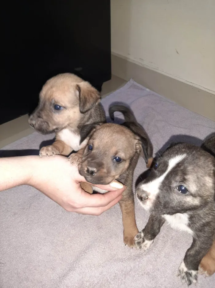 Cachorro ra a SRD-ViraLata idade Abaixo de 2 meses nome Filhote