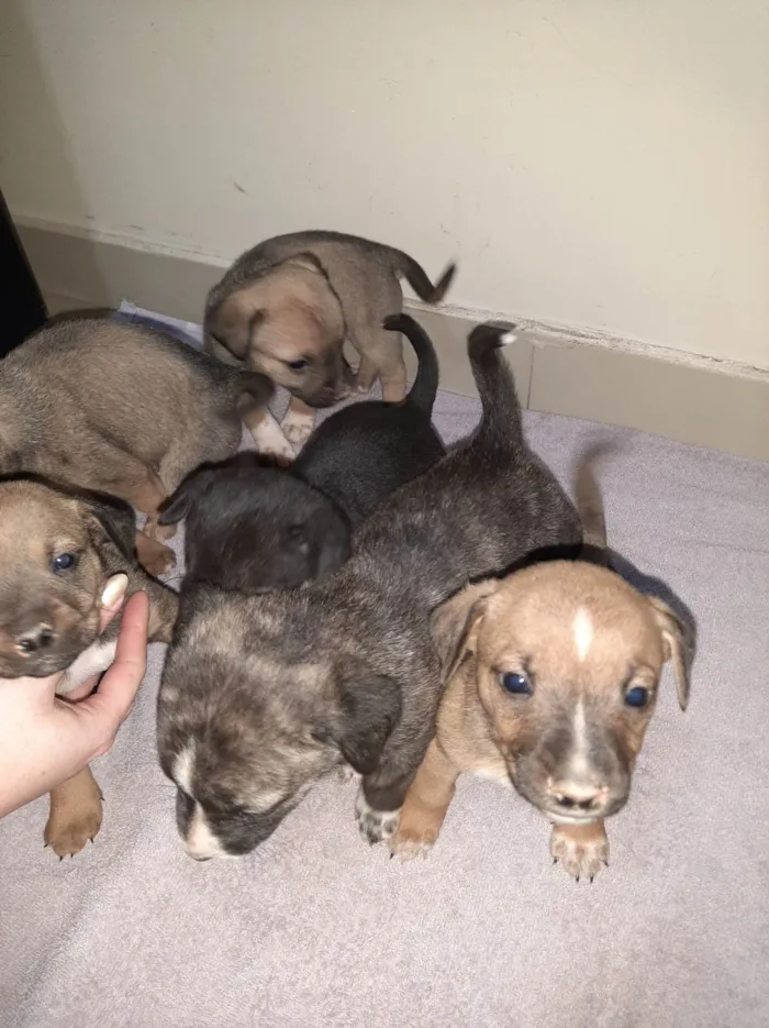 Cachorro ra a SRD-ViraLata idade Abaixo de 2 meses nome Filhote