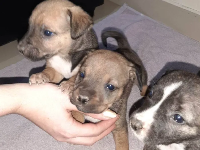 Cachorro ra a SRD-ViraLata idade Abaixo de 2 meses nome Filhote