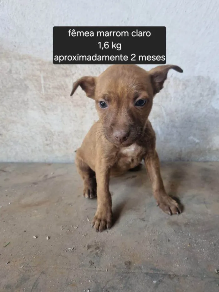 Cachorro ra a SRD-ViraLata idade Abaixo de 2 meses nome Falar com Marinez - Whats 11 99853-7122