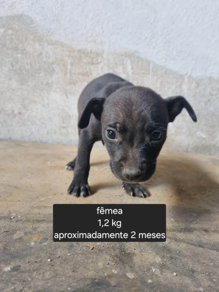 Cachorro ra a SRD-ViraLata idade Abaixo de 2 meses nome Falar com Marinez - Whats 11 99853-7122