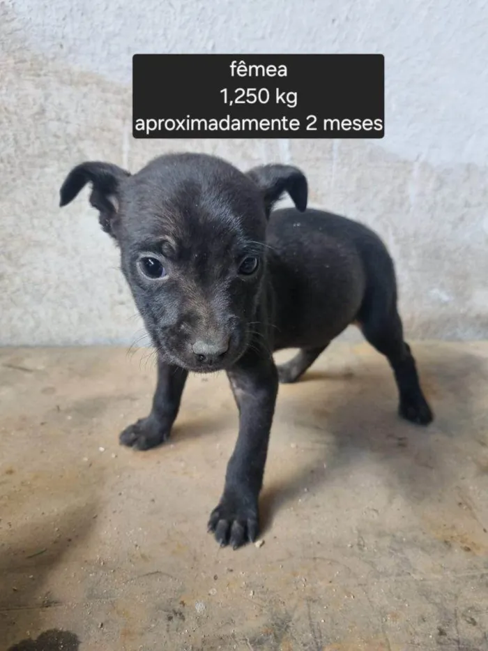 Cachorro ra a SRD-ViraLata idade Abaixo de 2 meses nome Falar com Marinez - Whats 11 99853-7122