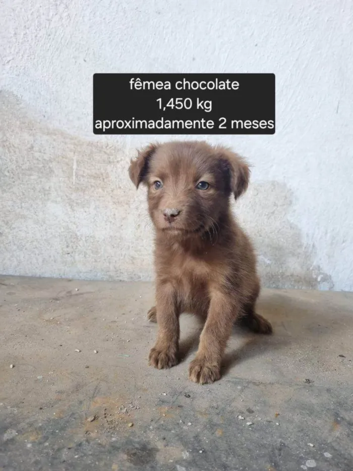 Cachorro ra a SRD-ViraLata idade Abaixo de 2 meses nome Falar com Marinez - Whats 11 99853-7122