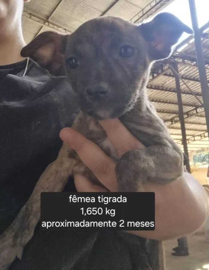 Cachorro ra a SRD-ViraLata idade Abaixo de 2 meses nome Falar com Marinez - Whats 11 99853-7122