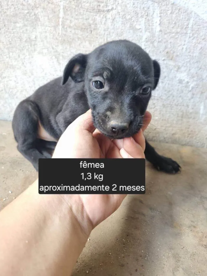 Cachorro ra a SRD-ViraLata idade Abaixo de 2 meses nome Falar com Marinez - Whats 11 99853-7122