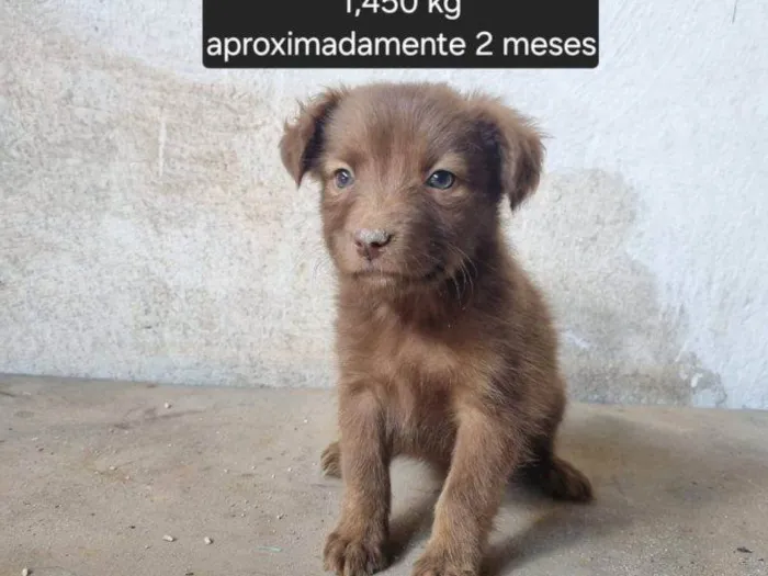 Cachorro ra a SRD-ViraLata idade Abaixo de 2 meses nome Falar com Marinez - Whats 11 99853-7122