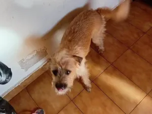 Cachorro raça SRD-ViraLata idade 2 a 6 meses nome Falar com Juliana - Whats 16 99340-7046