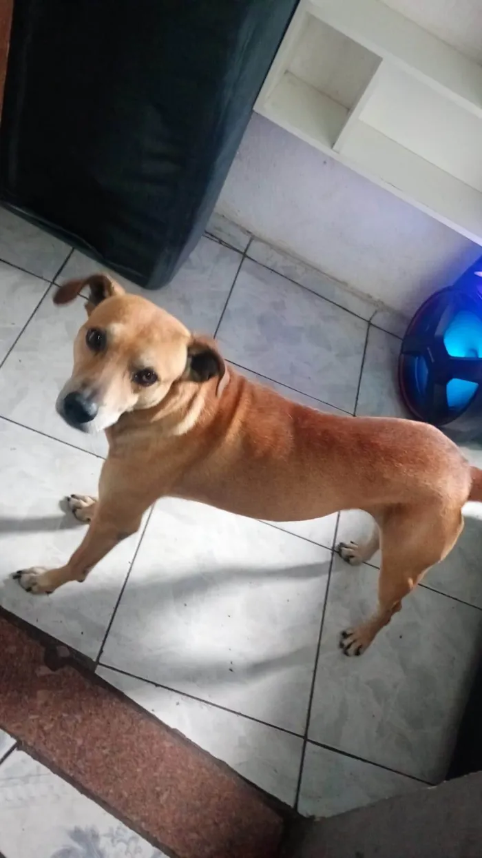 Cachorro ra a SRD-ViraLata idade 2 a 6 meses nome  Falar com Ana - Whats 53 9173-7586