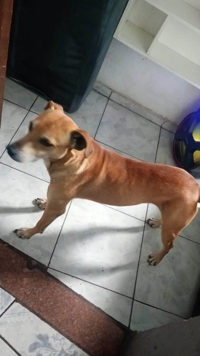Cachorro ra a SRD-ViraLata idade 2 a 6 meses nome  Falar com Ana - Whats 53 9173-7586