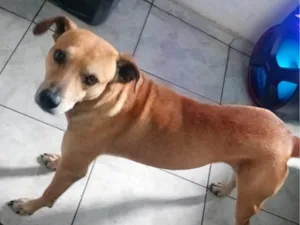 Cachorro raça SRD-ViraLata idade 2 a 6 meses nome  Falar com Ana - Whats 53 9173-7586