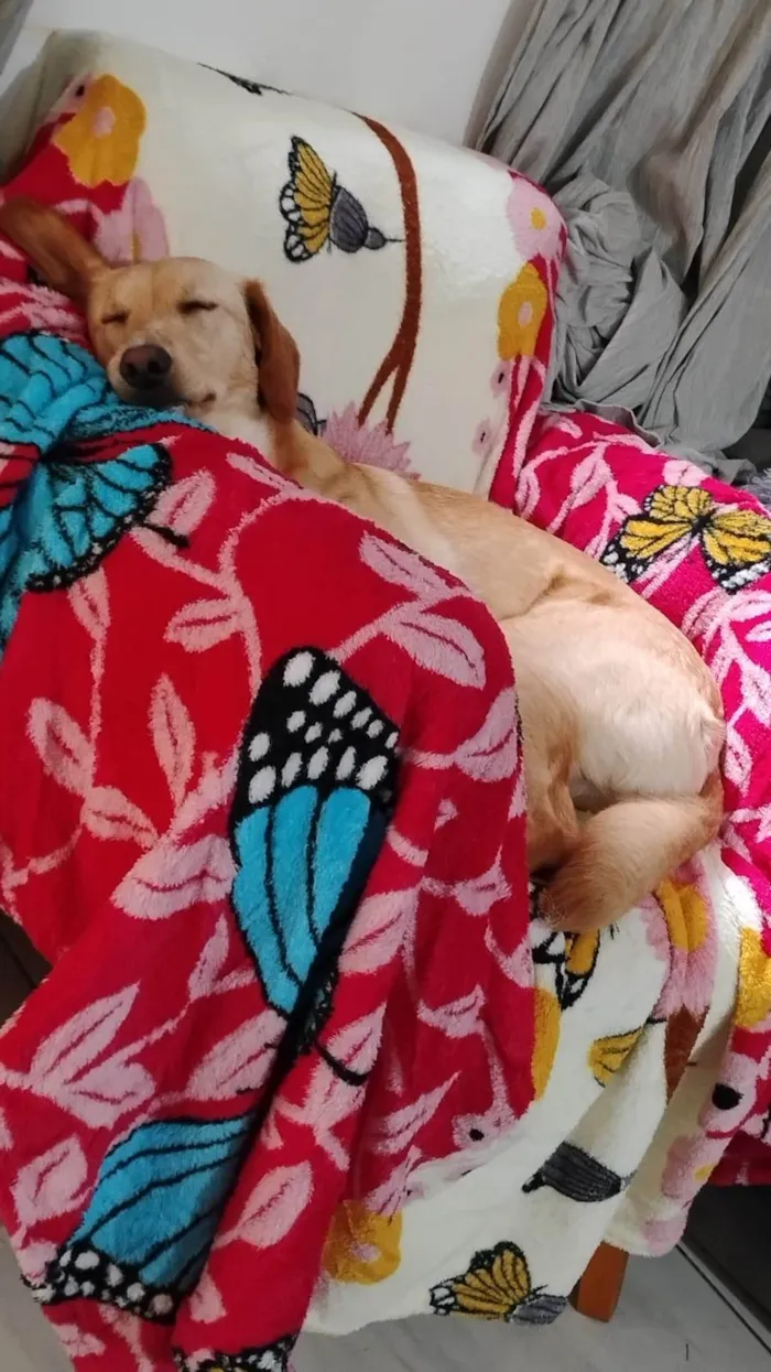 Cachorro ra a SRD-ViraLata idade 2 a 6 meses nome Falar com Damilza - Whats 11 99116-1429