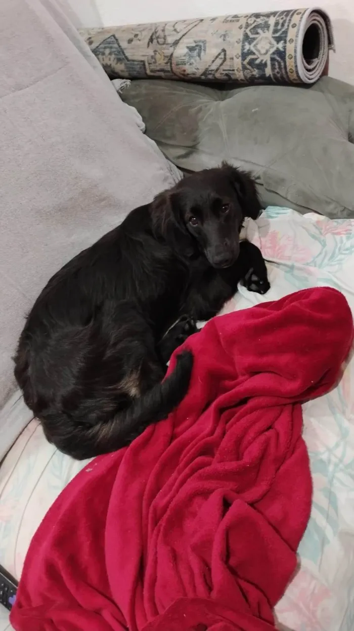 Cachorro ra a SRD-ViraLata idade 2 a 6 meses nome Falar com Damilza - Whats 11 99116-1429