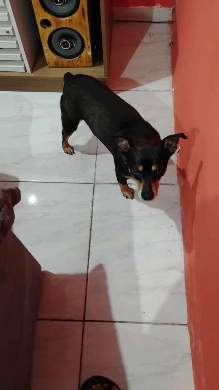 Cachorro ra a SRD-ViraLata idade 2 a 6 meses nome Falar com Damilza - Whats 11 99116-1429
