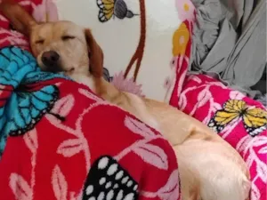 Cachorro raça SRD-ViraLata idade 2 a 6 meses nome Falar com Damilza - Whats 11 99116-1429